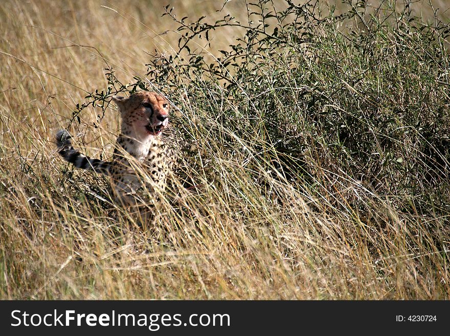 Cheetah in the grass after a kill in the Masai Mara Reserve in Kenya