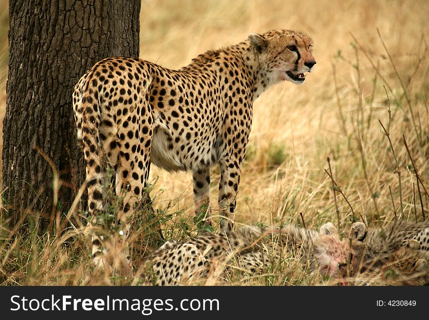 A watchful cheetah with cubs after a kill in the Masai Mara Reserve in Kenya