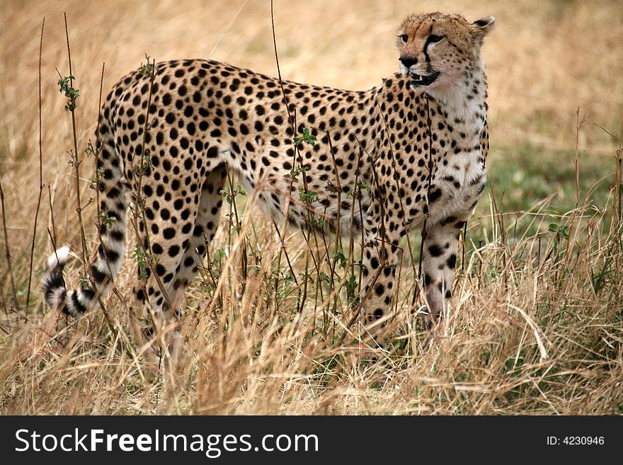 Cheetah standing in the grass after a kill in the Masai Mara Reserve in Kenya