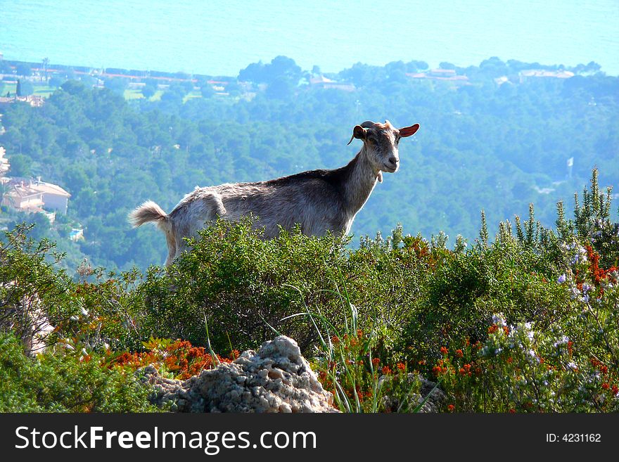 A mountain goat on a sunny day