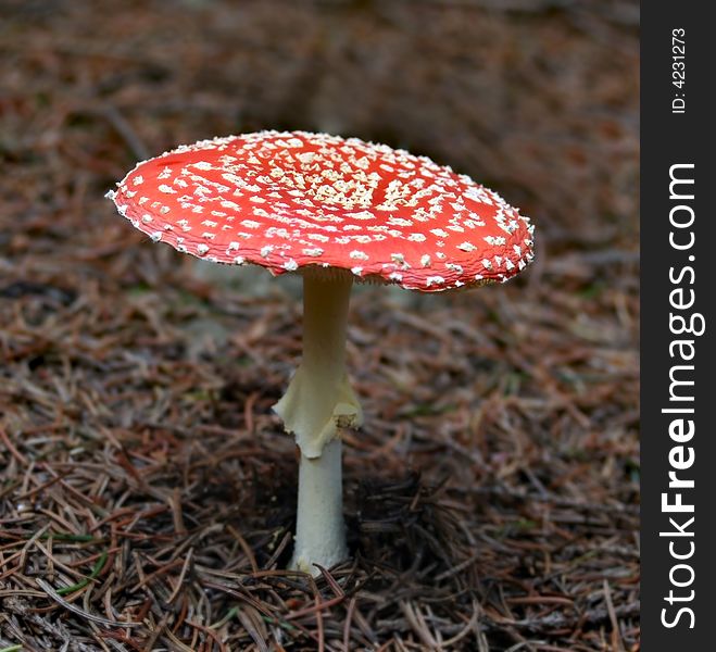 Red-white spotted fly agaric. Red-white spotted fly agaric