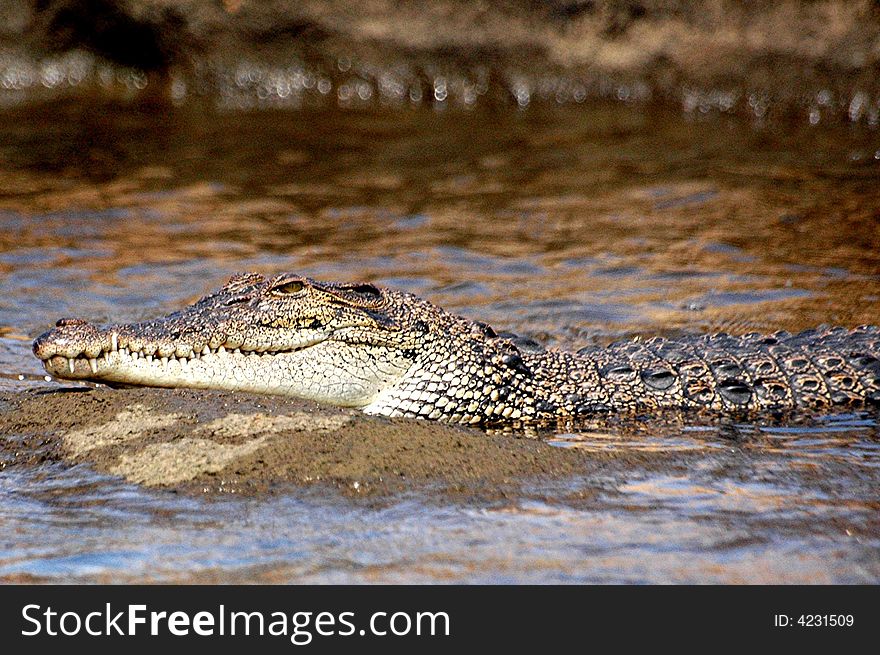 A crocodile resting on a rock. A crocodile resting on a rock