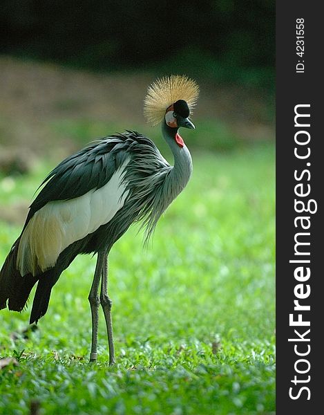 A big bird in singapore zoological garden