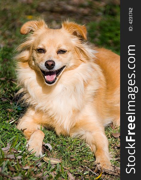Happy smiling Golden Retriever dog. Happy smiling Golden Retriever dog