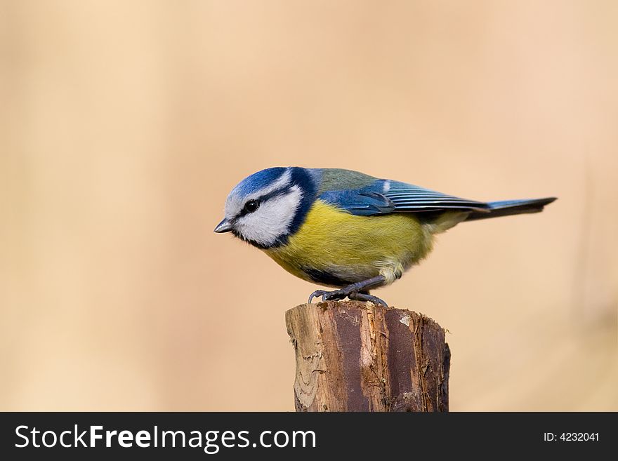 Blue tit (aka parus caeruelus)