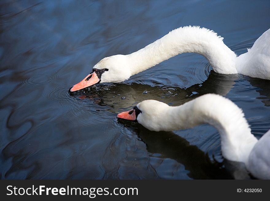 Two lovely swans on the blue water