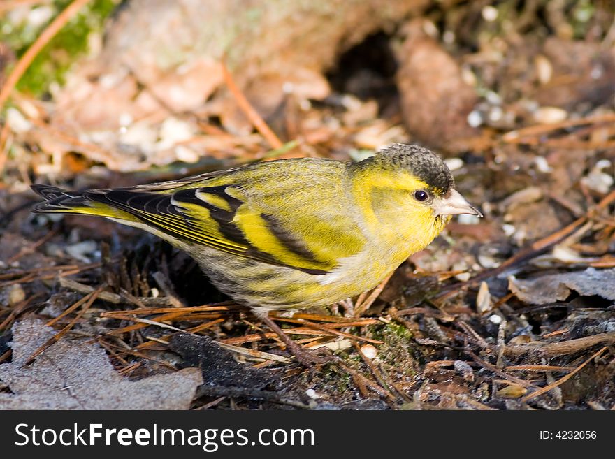 Siskin (Carduelis Spinus)