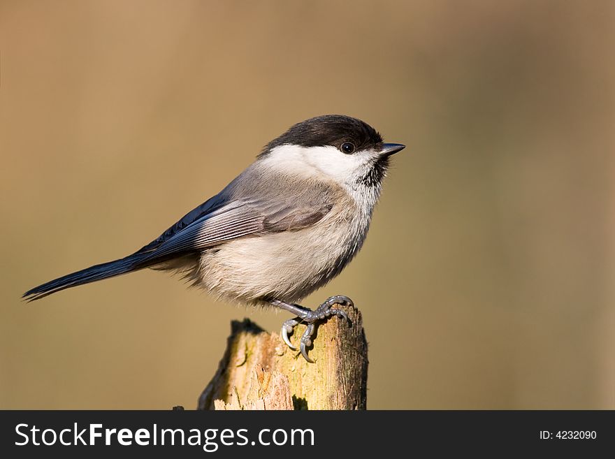 Willow tit
Canon 400D + 400mm 5.6L