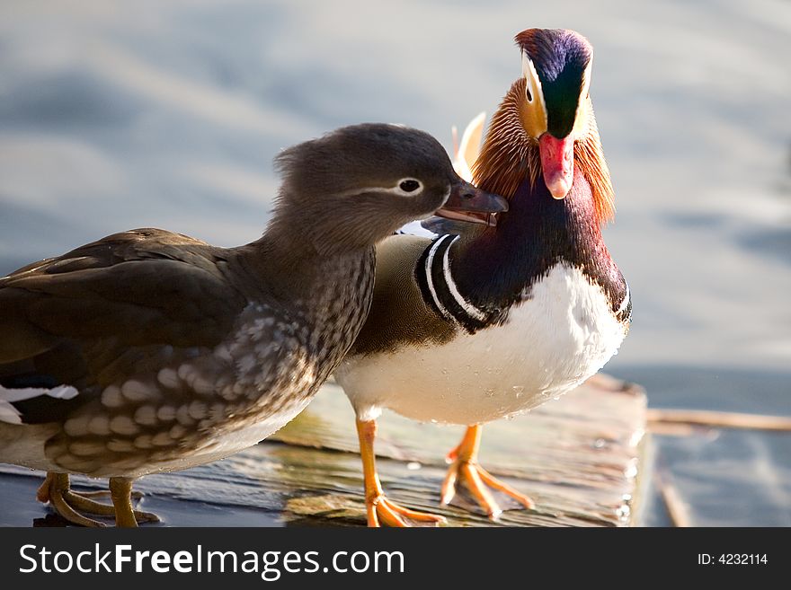 Colourful chinese duck in wild