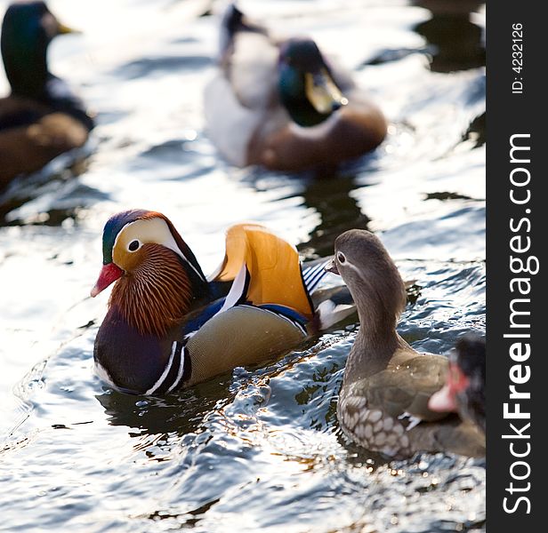 Colourful chinese duck in wild