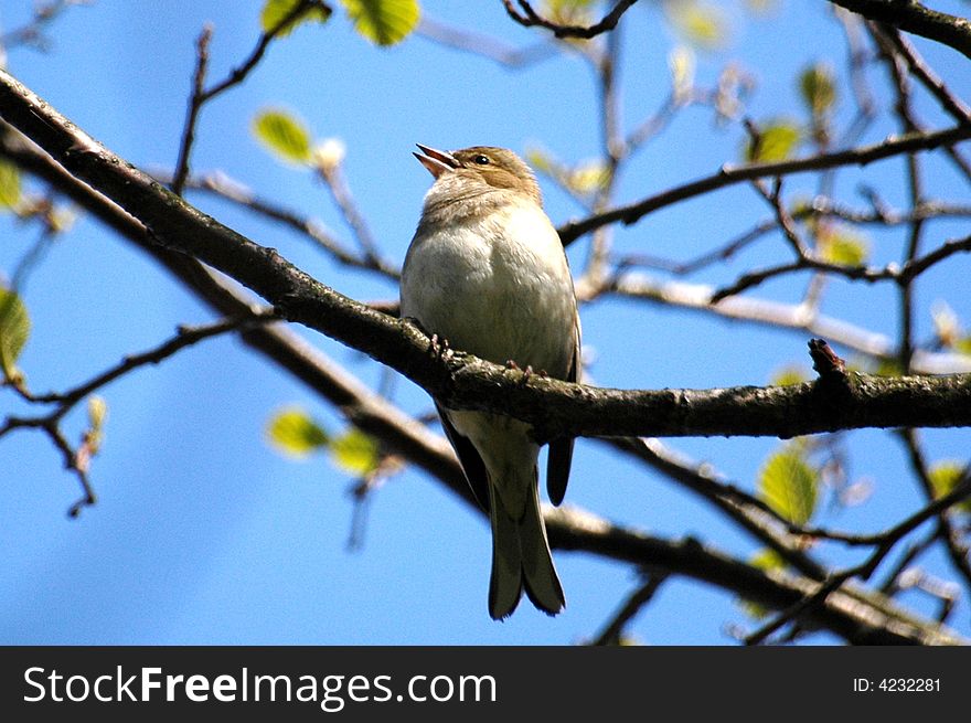 A Chaffinch singing in the trees. A Chaffinch singing in the trees