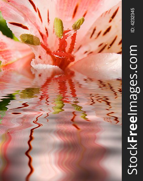 Beautiful pink lilly reflected in water. Beautiful pink lilly reflected in water