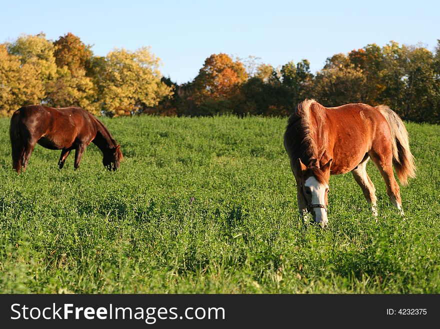 Horses Eating In An Open Pasture
