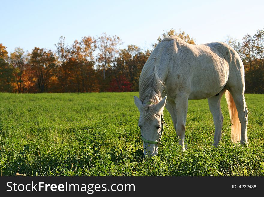 A Horse Standing In An Open Pasture