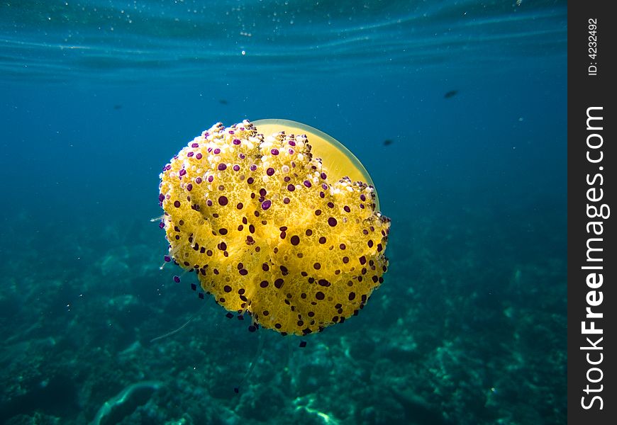 Close up photo of a Jelly fish