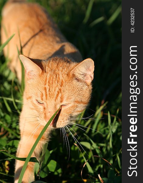 An Orange Kitten Hunting For Prey