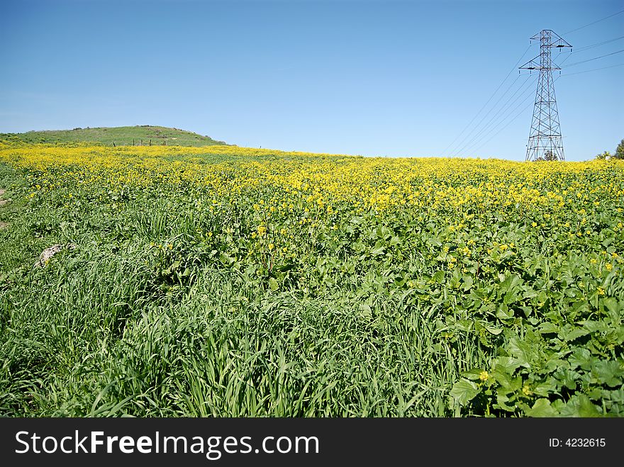 Blooming field of canola with a power line tower in the distance. Blooming field of canola with a power line tower in the distance