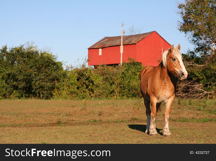 A Horse Standing In An Open Pasture