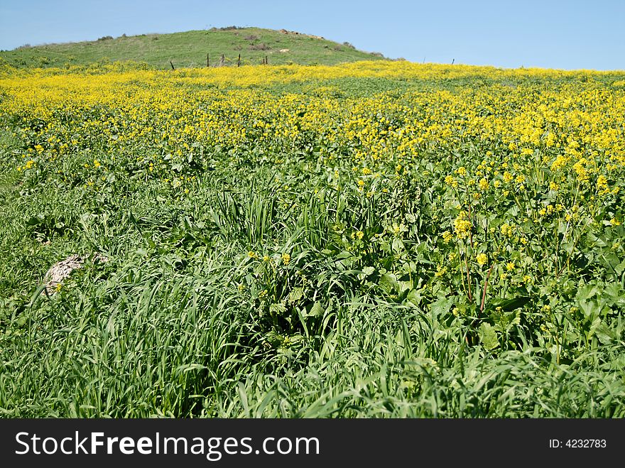 Bright and vibrant spring background