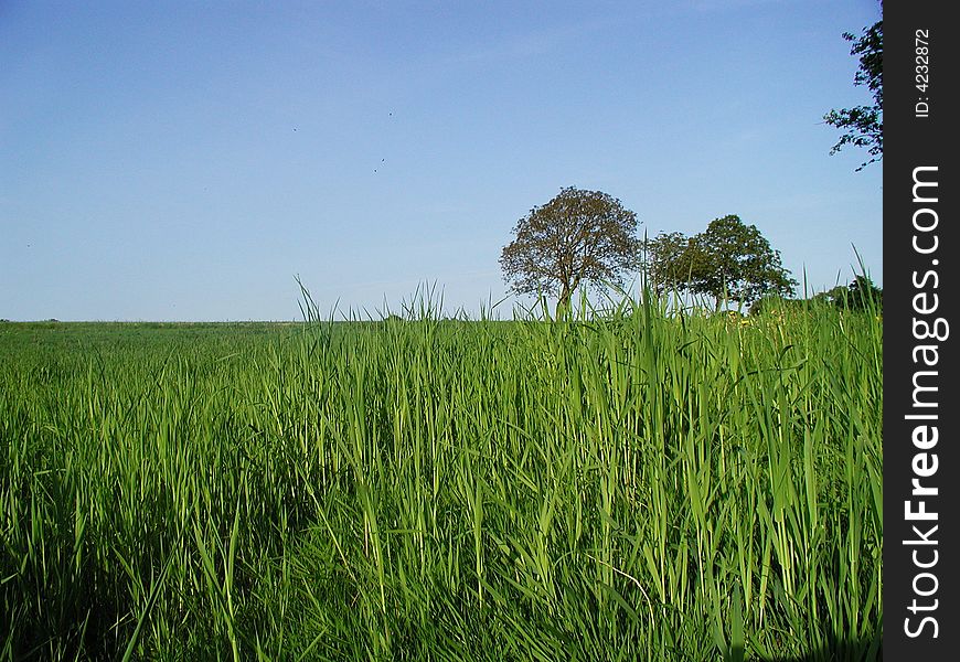 Grassland with trees and blue sky