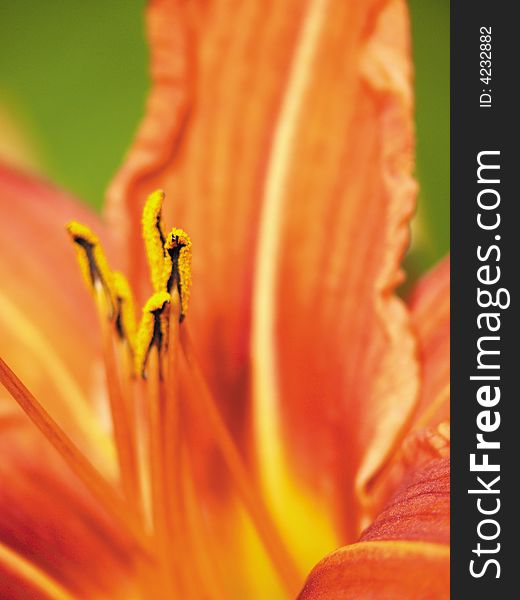 Red lily in a garden. Pestles and stamens.