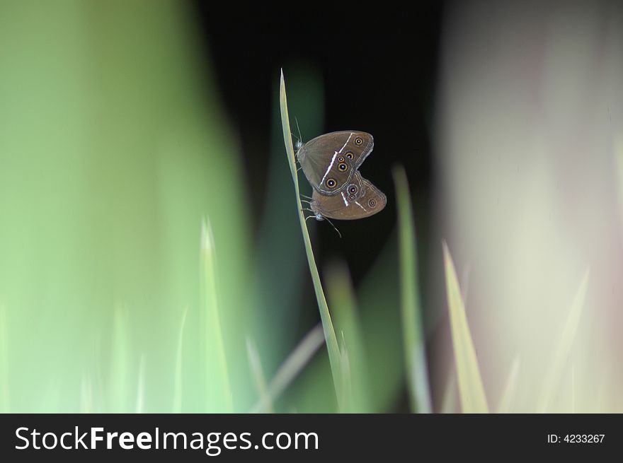 Pic of two butterflies in love at the standing grass. Pic of two butterflies in love at the standing grass.