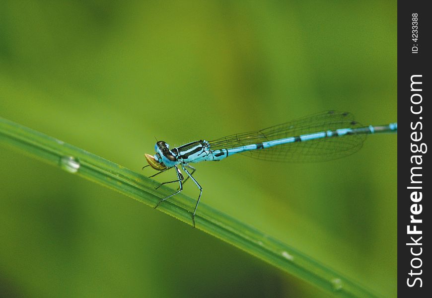 Early breakfast. A dragonfly sitting on a blade. Early breakfast. A dragonfly sitting on a blade.