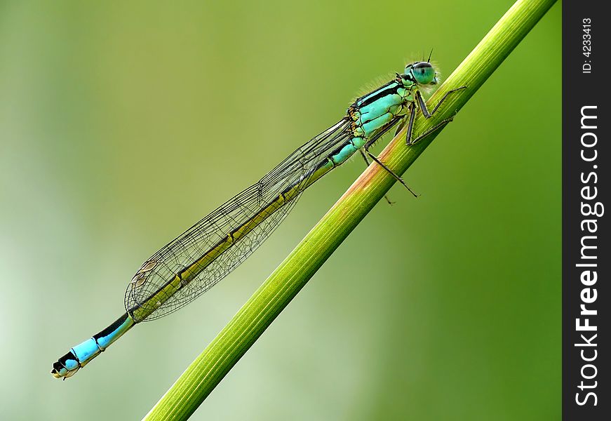 This is a nice blue dragonfly. You can find these a lot near water.