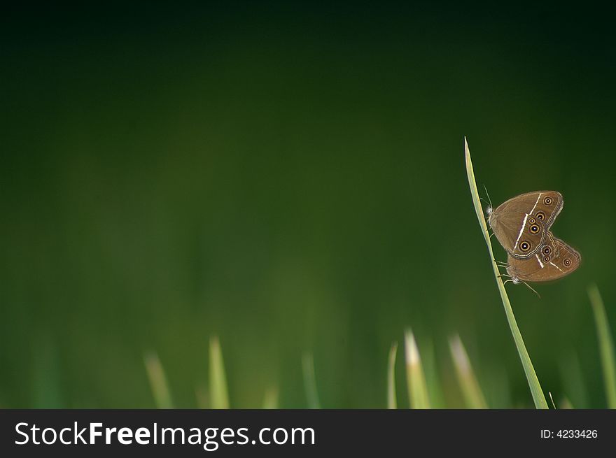 Butterflies try to make their children in the grass. Butterflies try to make their children in the grass