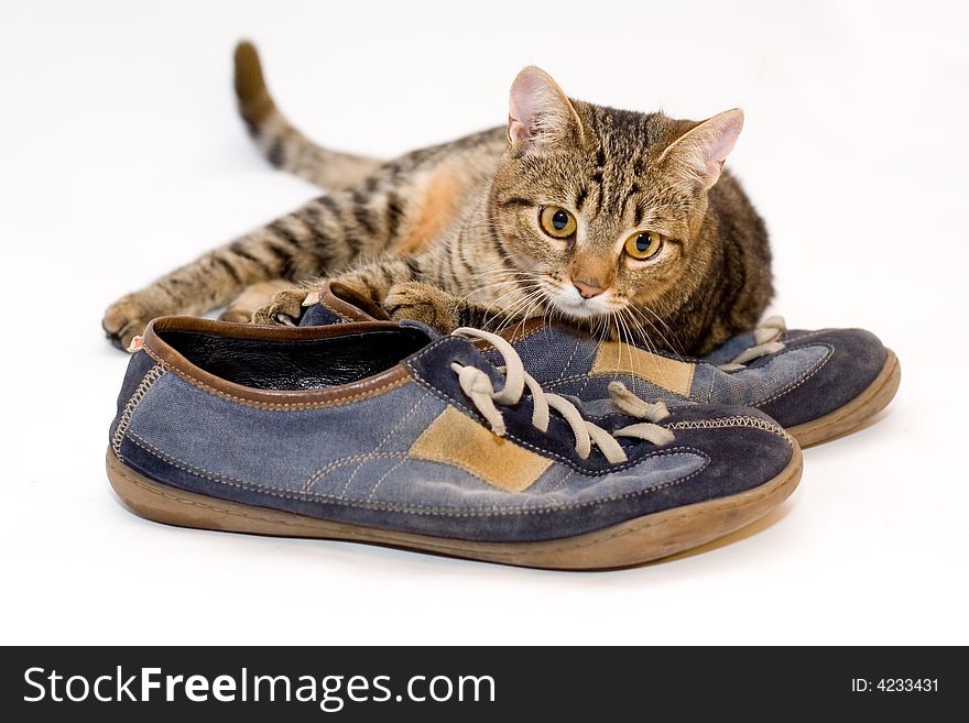 A cat lies on a shoe.