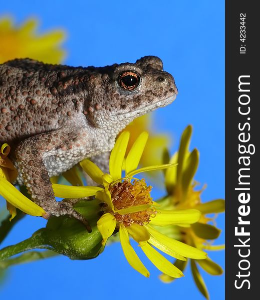I placed carefully this tiny frog on a flower to make a picture of it. I hope you like it. I placed carefully this tiny frog on a flower to make a picture of it. I hope you like it.