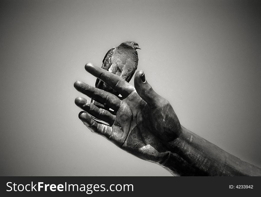 Pigeon On A Sculpture S Hand