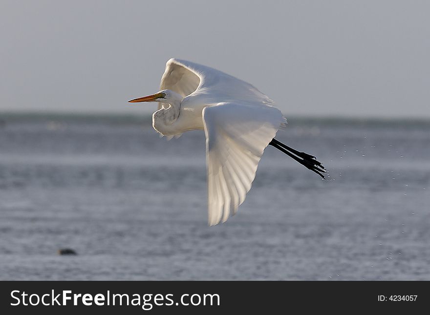 A great white egret takes wing in morning sunshine. A great white egret takes wing in morning sunshine