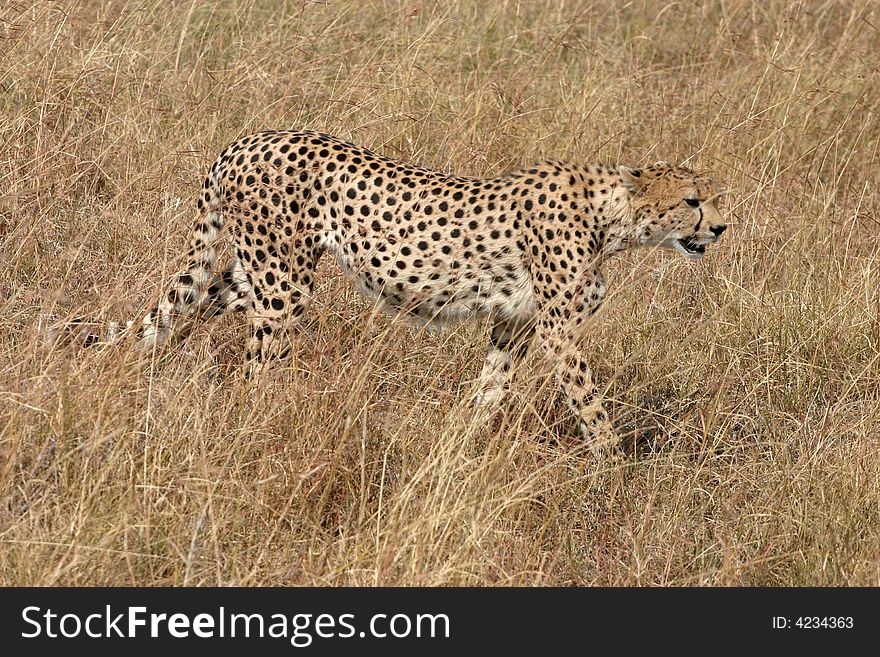 Cheetah In Masai Mara Kenya