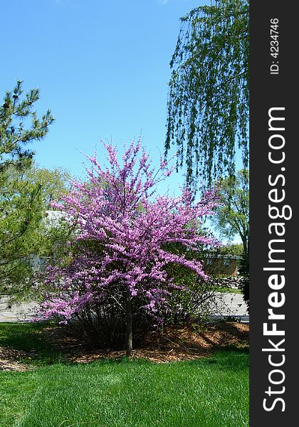 Backyard landscape with blossoming pink flower trees in spring