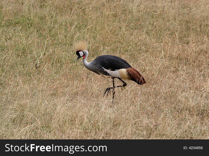 Bird In Masai Mara