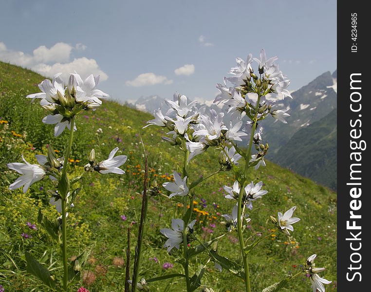 White flowers on a background mountains