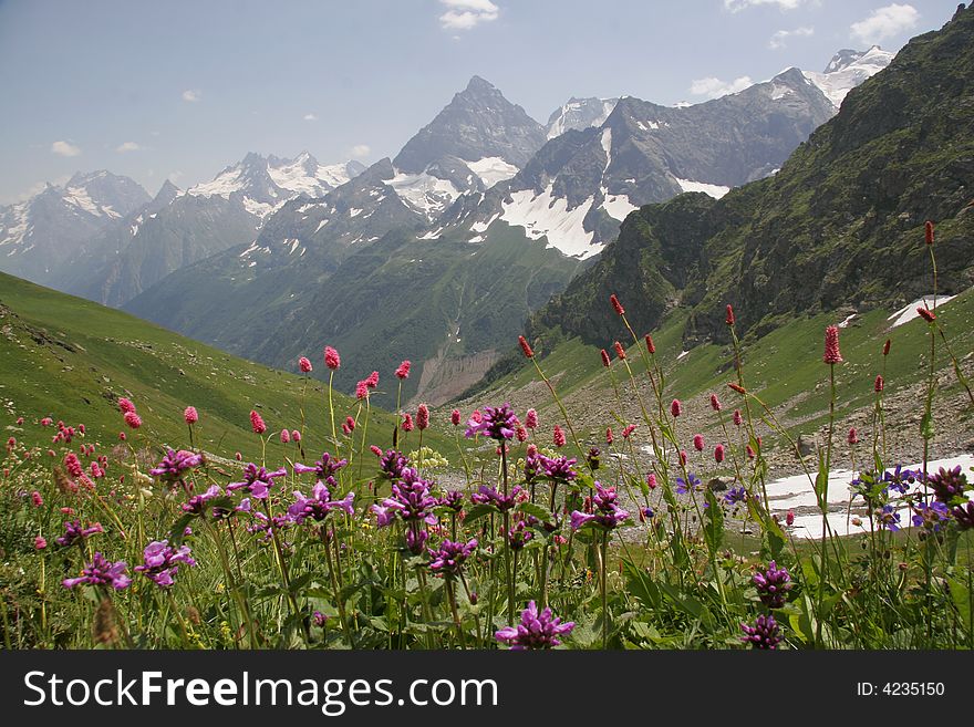 The valley of flowers in mountains