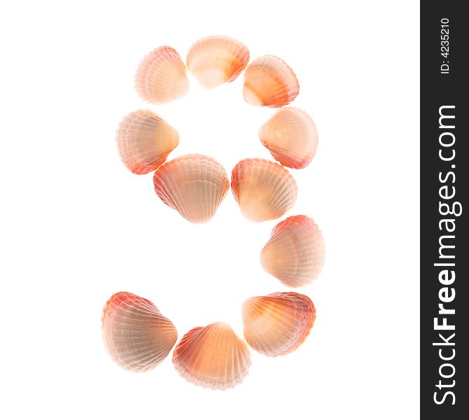 Shell number 9, white background, isolated