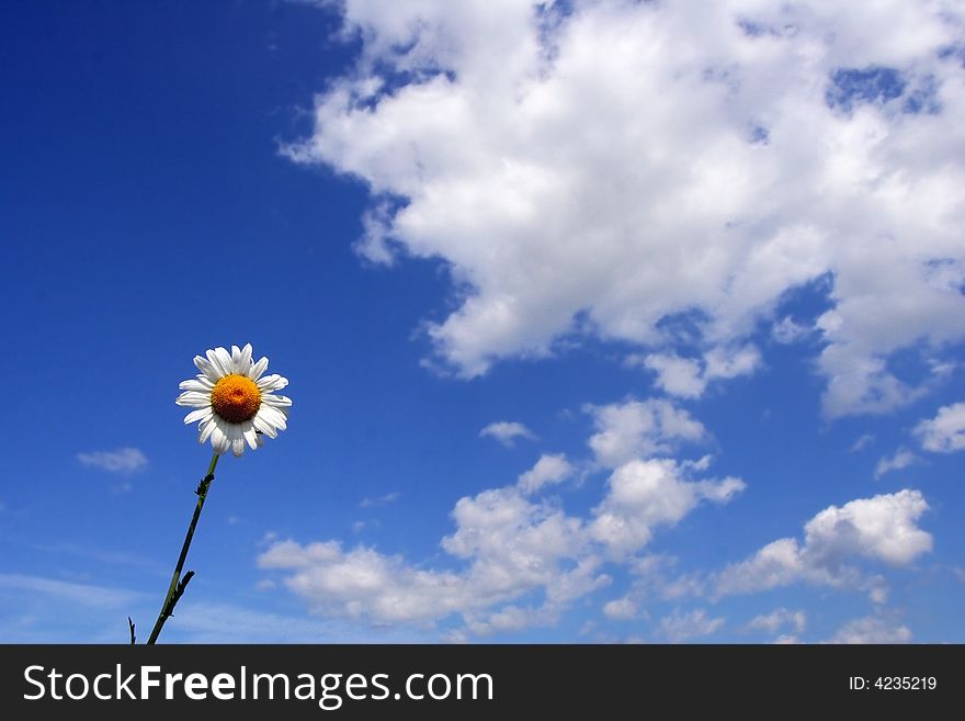 Digital photo of the daisy ove sky. Digital photo of the daisy ove sky