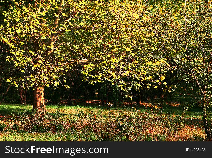 A very beautiful colored park. A very beautiful colored park