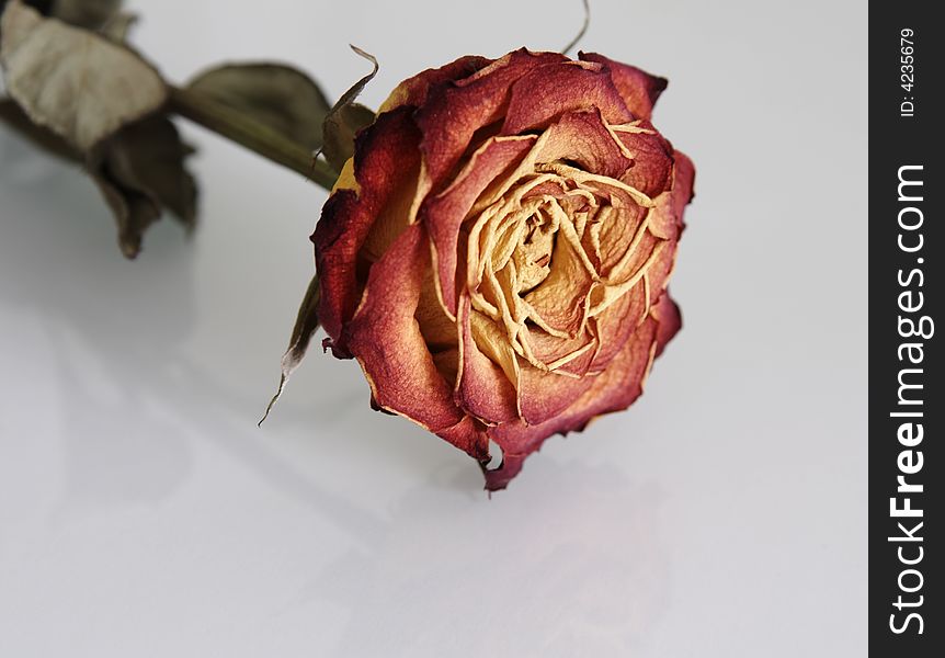 Close-up of faded rose with reflection on blue background