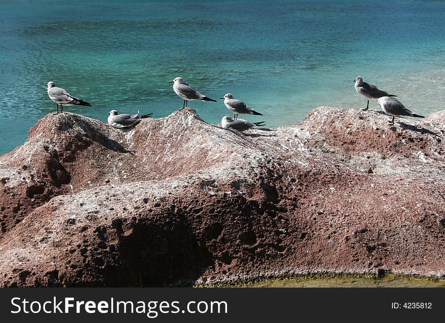 Sea gulls resting at the beach. Sea gulls resting at the beach