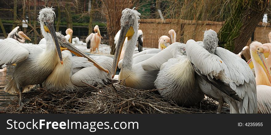 A group of pelicans hwo stay in his den