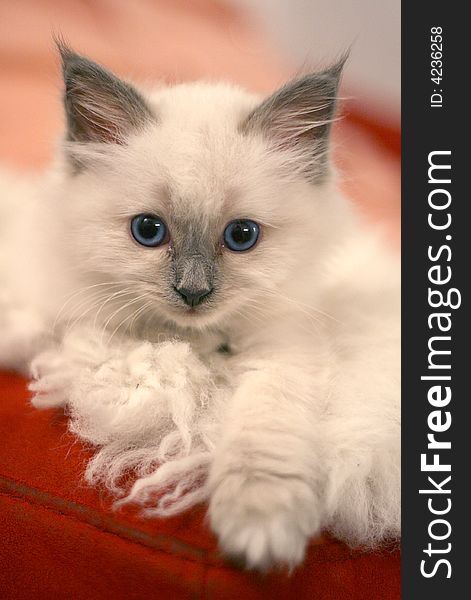 White fluffy Ragg doll kitten. White fluffy Ragg doll kitten