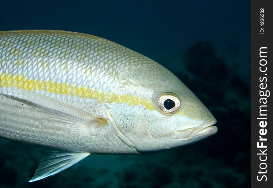 A Yellowtail Snapper in the Caribbean Sea. A Yellowtail Snapper in the Caribbean Sea