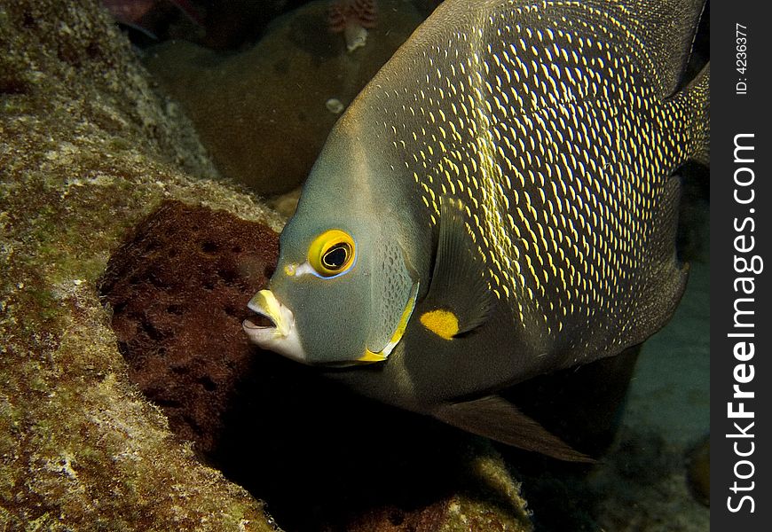 Portrait of a French Angelfish in the Caribbean Sea