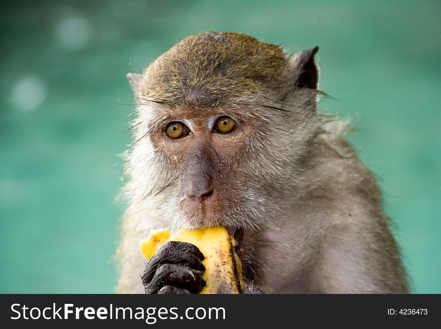 Macque Mokey eating a banana, Mokey Beach Thailand