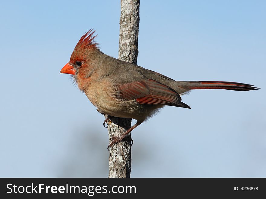 Female Northern Cardinal with clear sky and morning light. Female Northern Cardinal with clear sky and morning light.