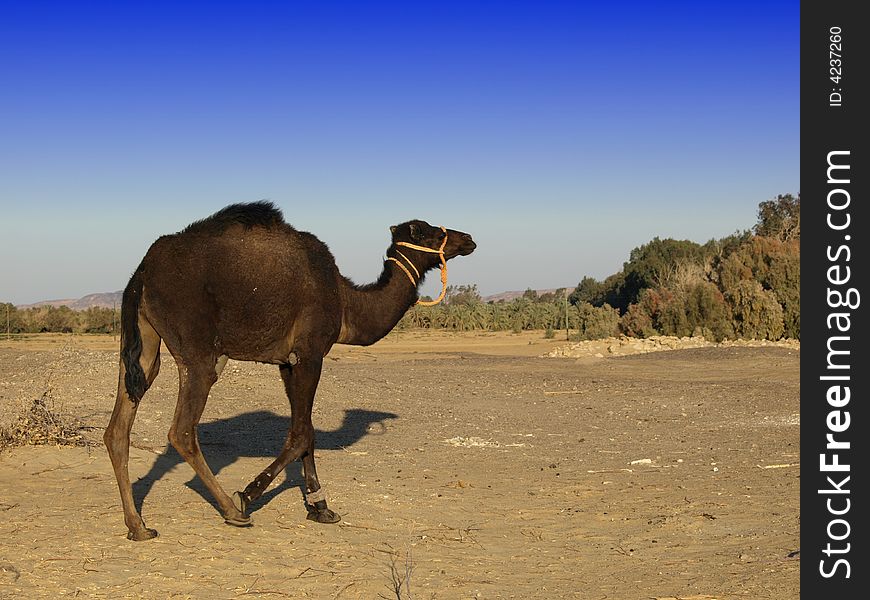 Egyptian camel in Baharya Oasis camel farm